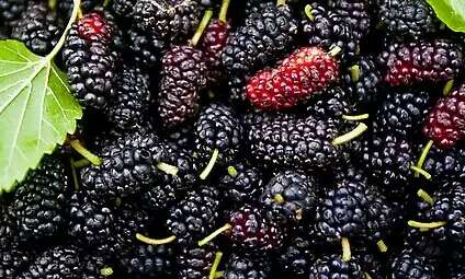 善品竹：幾千年的民間圣果-桑椹